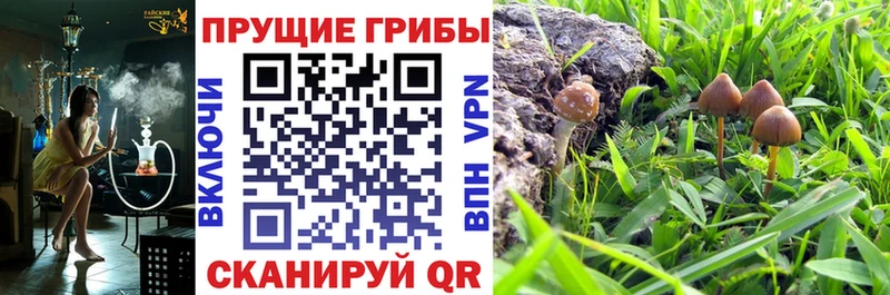 Псилоцибиновые грибы Cubensis  Алексеевка 